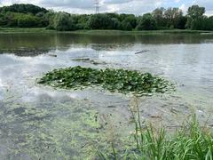 Nymphaea × marliacea