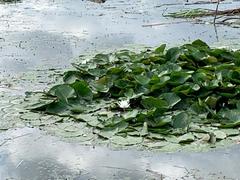 Nymphaea × marliacea