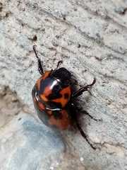 Cyclocephala deceptor