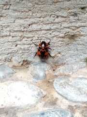 Cyclocephala deceptor