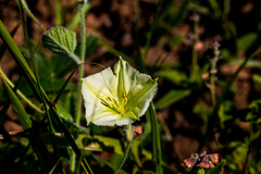 Convolvulus natalensis