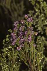 Erica globiceps consors