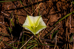 Convolvulus natalensis