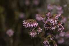 Erica globiceps consors