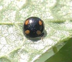 Hyperaspis quadrioculata