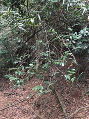 Tricalysia capensis