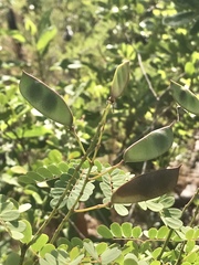 Denisophytum pauciflorum