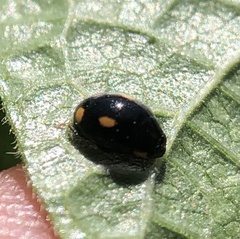 Hyperaspis quadrioculata