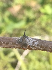 Denisophytum pauciflorum