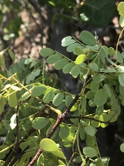 Denisophytum pauciflorum