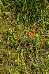 Cyrtanthus brachyscyphus