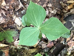 Trillium erectum