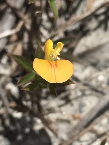 Stylosanthes calcicola observed 2021-06-04