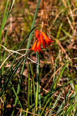 Cyrtanthus contractus