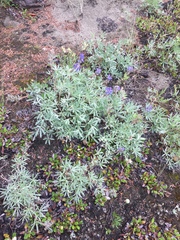 Lupinus kuschei