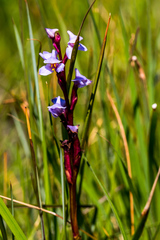 Disa similis