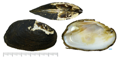 Lamprotula leaii