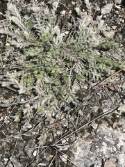 Evolvulus grisebachii