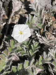 Evolvulus grisebachii