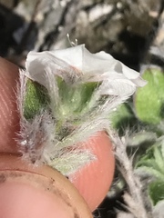 Evolvulus grisebachii