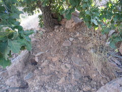 Quercus chihuahuensis