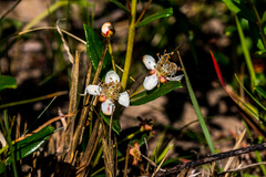 Eugenia albanensis