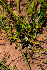 Eugenia albanensis