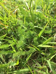 Meum athamanticum