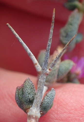 Image of Ruschia intricata by (c) Nicola van Berkel, some rights reserved (CC BY-SA)
