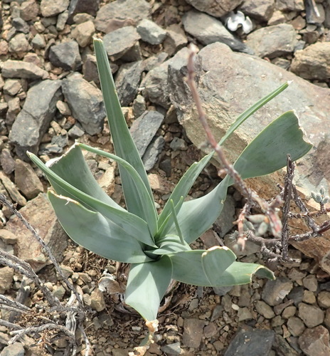 Image of Bellow Squill (Drimia physodes) by (c) Nicola van Berkel, some rights reserved (CC BY-SA)