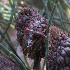 Diaphyta fulvescens