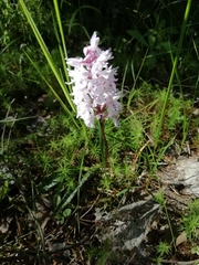 Dactylorhiza