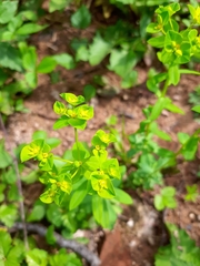 Euphorbia platyphyllos