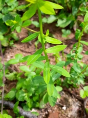 Euphorbia platyphyllos