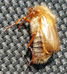 Amphimallon solstitiale