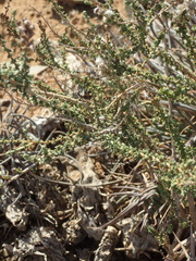 Eriocephalus spinescens