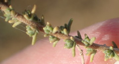 Eriocephalus spinescens