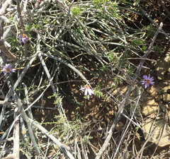 Felicia hirsuta