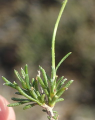 Felicia hirsuta