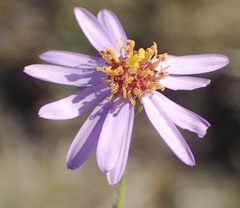 Felicia hirsuta