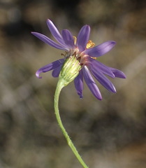 Felicia hirsuta