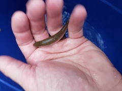 Hybognathus nuchalis