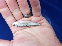 Hybognathus nuchalis