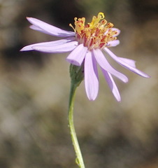 Felicia hirsuta
