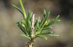 Felicia hirsuta