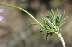 Felicia hirsuta