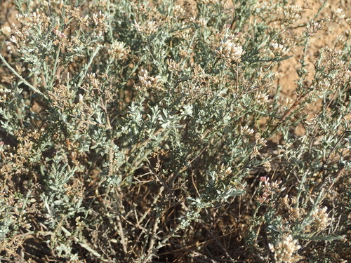 Image of Helichrysum zeyheri by (c) Nicola van Berkel, some rights reserved (CC BY-SA)