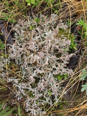 Stereocaulon paschale