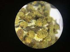 Physarum polycephalum