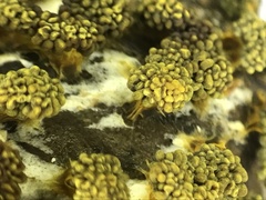 Physarum polycephalum